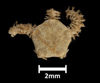 Media type: image;   Invertebrate Zoology OPH-4929 Description: Top down view of the specimen.;  Aspect: dorsal
